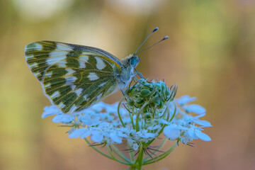 Macro shots, Beautiful nature scene. Closeup beautiful butterfly sitting on the flower in a summer garden.