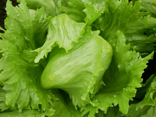 Iceberg green lettuce farm fresh leaves bio curly Lactuca sativa capitata detail ice harvest leaf farmer freshly growth bio harvesting vegetable spring stem stalk thick farmer farming grows vegetables