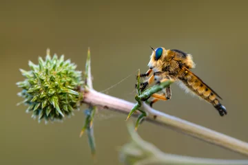 Foto op Plexiglas Macro shot of a robber fly in the garden © blackdiamond67