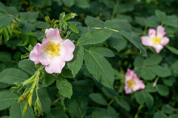 Tea rose bush with delicate pink flowers