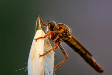 Deurstickers Macro shot of a robber fly in the garden © blackdiamond67