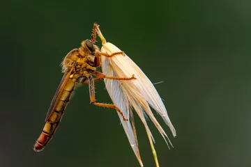 Fototapeten Macro shot of a robber fly in the garden © blackdiamond67
