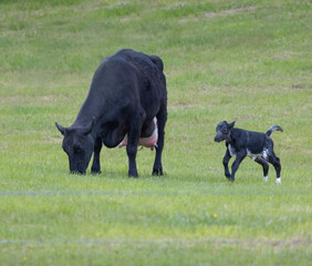 newly born calf with mother