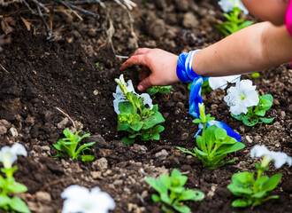 Fresh spring flowers being planted in garden.