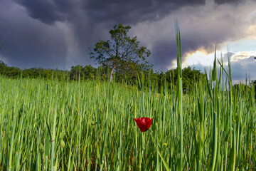 poppy flower in wheat field