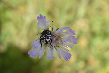 beetle on flower