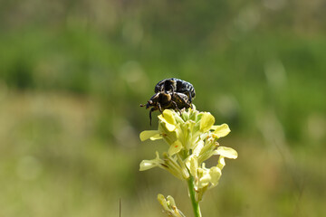 insects mating on flower