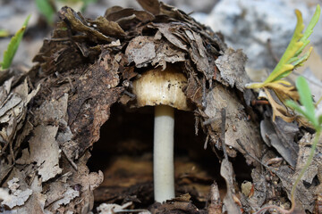 a mushroom among the leaves