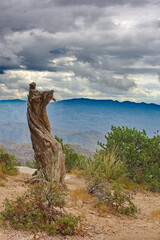 Twisted trunk with manzanitas at base at Windy Point, a viewpoint on Mount Lemmon, a sky island in...