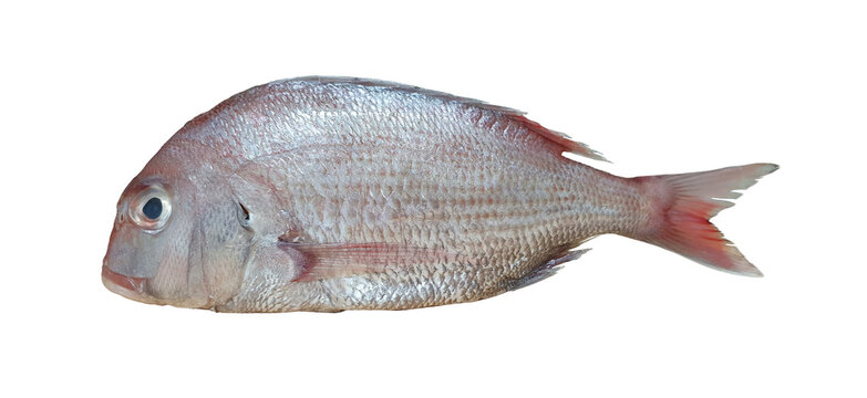 One Frozen Sea Bream Isolated on white background.