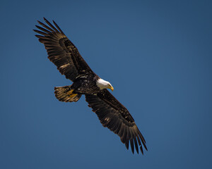 Fototapeta na wymiar American bald eagle
