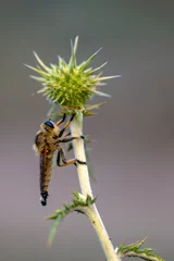 Gordijnen Macro shot of a robber fly in the garden © blackdiamond67