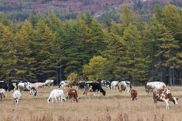 A herd of cows is grazing in a meadow near the forest. Shepherds watch grazing cattle. Traditional agriculture and animal husbandry in the countryside. Autumn season.