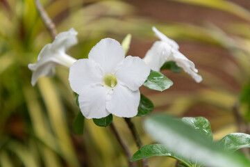 White flowers | Centranthera indica