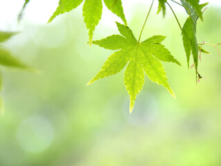 新緑のカエデ