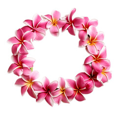 Fototapeta na wymiar Pink Frangipani flower lei from Hawaii on transparent background. AI