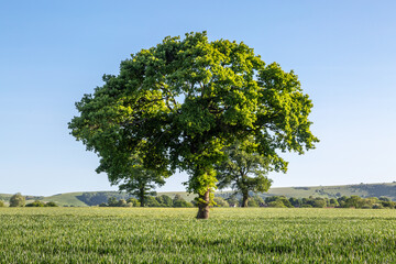 Obraz premium A rural Sussex farm landscape on a sunny spring evening
