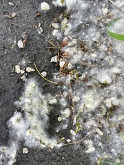 White fluff on the side of the road on the green grass. concept poplar allergy in spring time in May or June. White fluff in the air