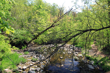 Landscape with trees and river