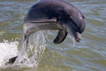 dolphin in the water