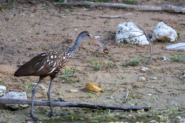 limpkin bird