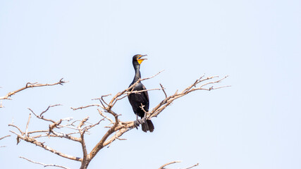 cormorant in tree