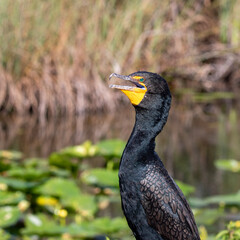 cormorant