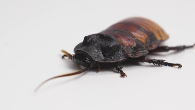 a large hissing Madagascar cockroach on a white surface.