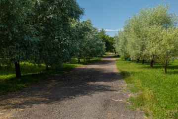 Beautiful rural road in the countryside, day landscape