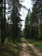 Beautiful rural road in the countryside, day landscape and tree on a summer day