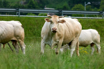 vacas en cautividad pastando en un prado 