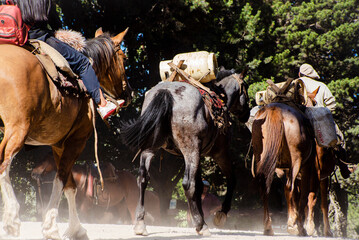group of horses in action with gaucho Argentino