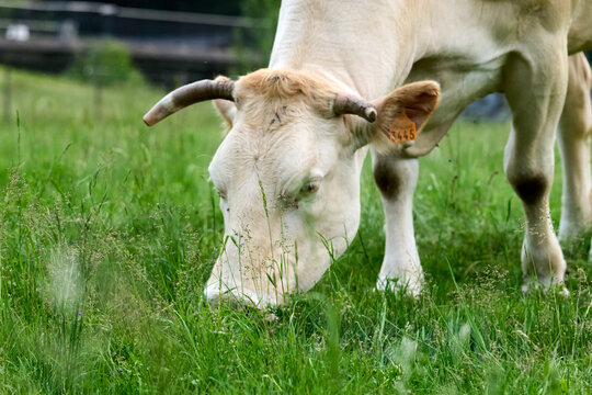 vacas en cautividad pastando en un prado 