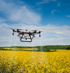 Drone spraying with fertilizers and protection of canola in the field during flowering
