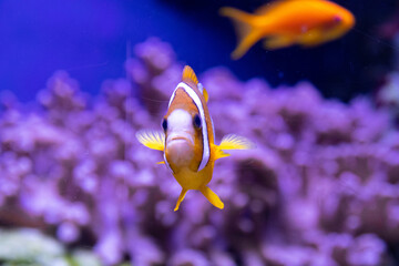 Amphiprion clarkii clown fish photo close up. orange white. blue background. marine animals, ocean,...