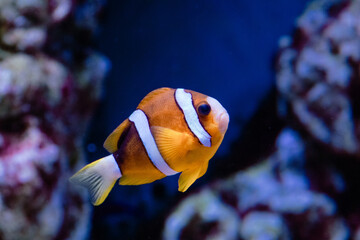 Fototapeta na wymiar Amphiprion clarkii clown fish photo close up. orange white. blue background. marine animals, ocean, aquarium. eye, skin. Profile and front photo