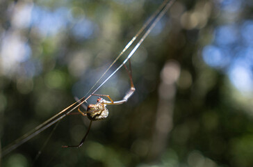 spider on a web