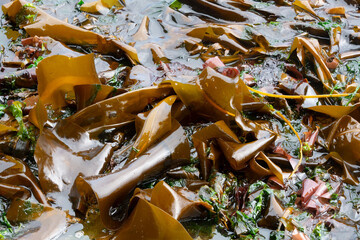 A pile of old brown sea weed washed up on shore during low tide on Vancouver Island.