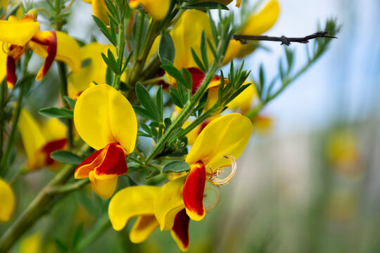 A close up image of the bright yellow and red colors of the invasive scotch broom plant.