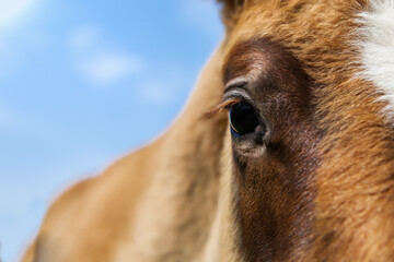 Portrait of a charming beautiful horse, close-ups of the eyes.