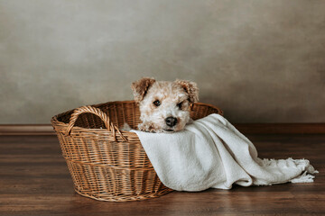 Fox terrier cute puppy in wicker basket 