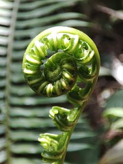 Helecho espiral