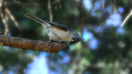 Tufted Titmouse Perched On A Pine Tree Branch