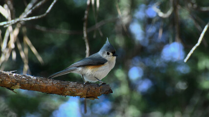 Tufted Titmouse Perched On A Pine Tree Branch