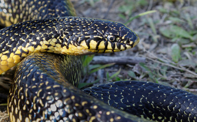 Speckled kingsnake (Lampropeltis holbrooki) close up, Galveston, Texas, USA.