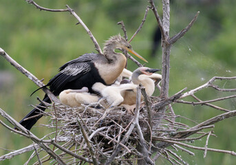 Anhinga (Anhinga anhinga) female with chicks in the nest, High Island, Texas, USA.