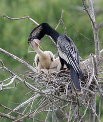 Anhinga (Anhinga anhinga) male feeding chicks in the nest, High Island, Texas, USA.