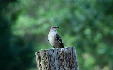 Northern Mockingbird Perched On A Log Post