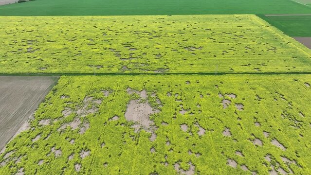 Field attacked vole common Microtus arvalis oilseed disaster extremely rape Brassica napus drone aerial plant infested short-tailed pest agrestis grey-brown overpopulation yield damage Europe