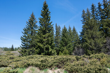 Spring view of Konyarnika area at Vitosha Mountain, Bulgaria